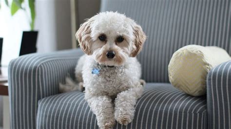 Cómo quitar los pelos de los perros del sillón trucos fáciles de los