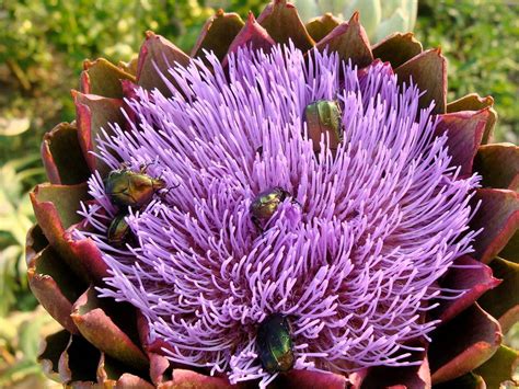 Flower Homes: Special Flowers..