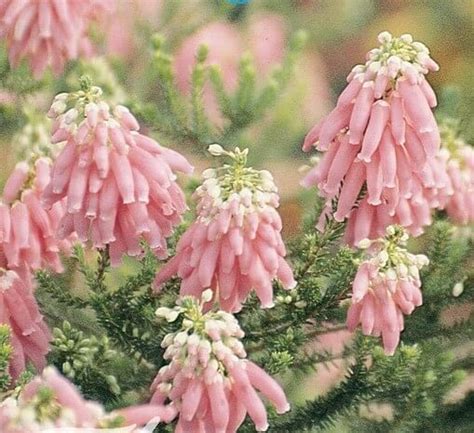 Erica Pink Pearl 6 Pot Hello Hello Plants