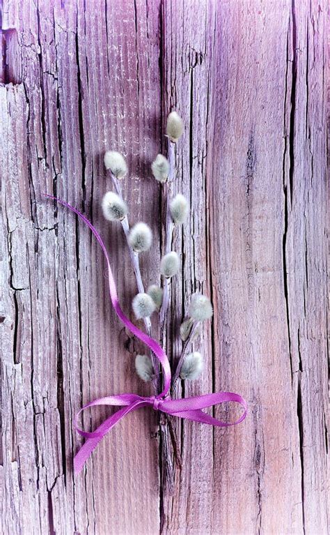 Pussy Willow Stock Photo Image Of Blossom Natural Easter 51590226