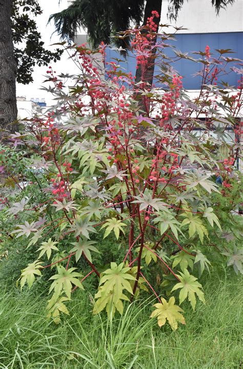 Ricinus Communis Euphorbiaceae Image 47139 At