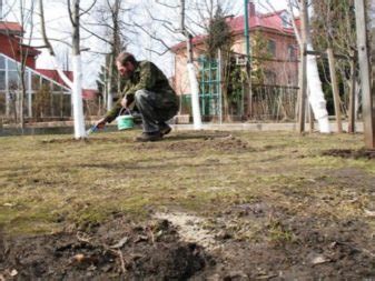 Карликовые черешни: крупноплодные низкорослые сорта для Подмосковья ...