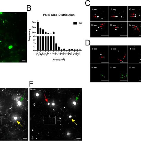 Pdf Cauliflower Mosaic Virus P6 Inclusion Body Formation A Dynamic