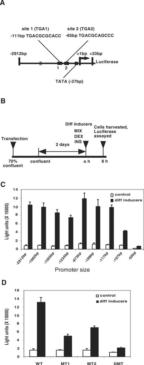 C Ebp Promoter Reporter Gene And Transfection Analysis Protocol A