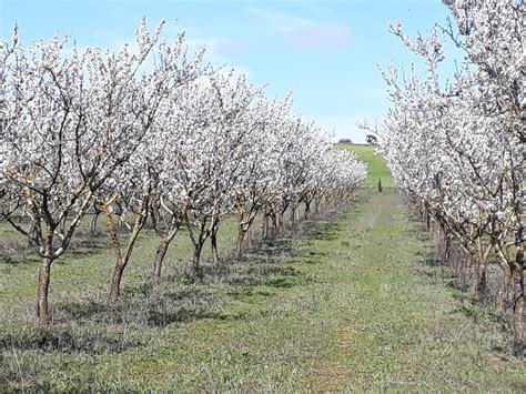 Almendros Ecológicos Abonado En El Cultivo Del Almendro Factores