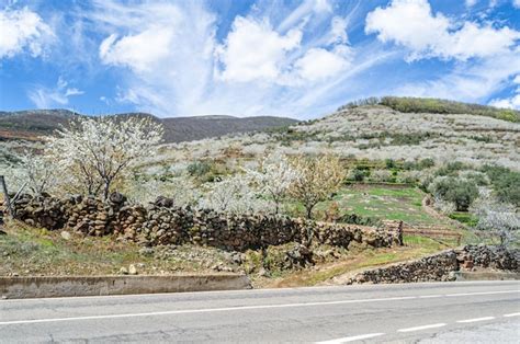 Premium Photo Cherry Blossoms In The Jerte Valley Spain