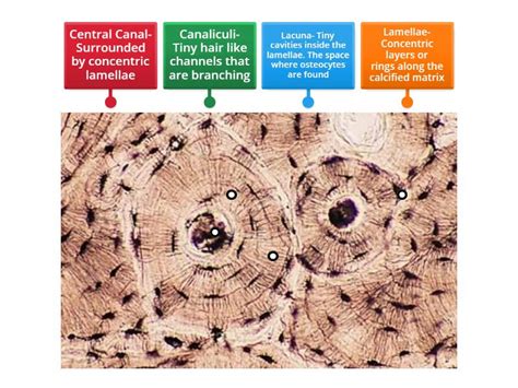 Bone Tissue - Labelled diagram