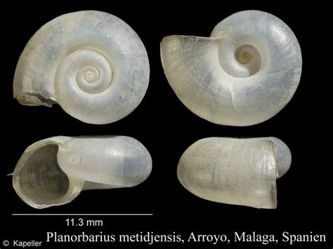 WoRMS - World Register of Marine Species