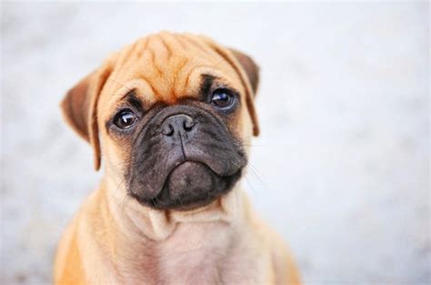 Miniature Boxer: Five Thing You Didn't Know