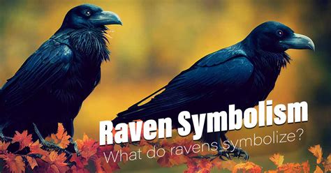 Raven Symbolism - What Do Ravens Symbolize?