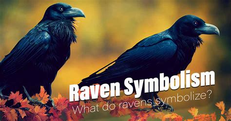 Raven Symbolism - What Do Ravens Symbolize?