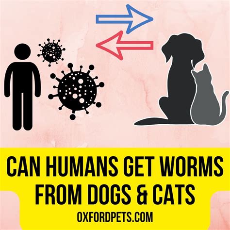 Can Humans Get Worms From Dogs And Cats 2022 Guide Oxford Pets