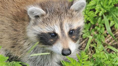 Opération De Vaccination Des Animaux Sauvages Contre La Rage Du Raton