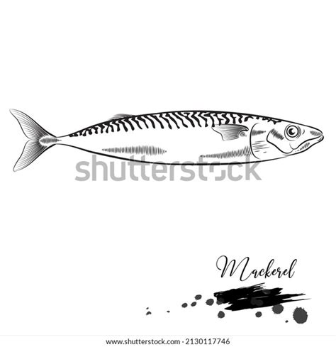 Mackerel Sea Fish Animal Realistic Sketch Stock Vector Royalty Free