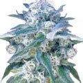 Critical Kush Strain Information Cannaconnection