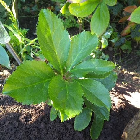 Helleborus x hybridus, Hellebore (Species) Hybrid Hellebore in ...