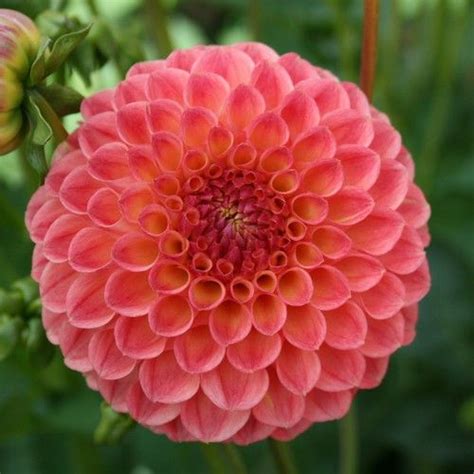 Snoho Doris Dahlia Flower Farm Dahlias Garden Cut Flower Garden