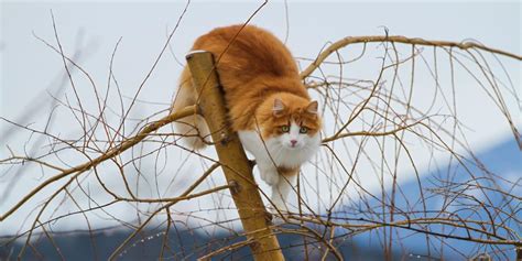 How To Keep A Cat From Climbing A Tree