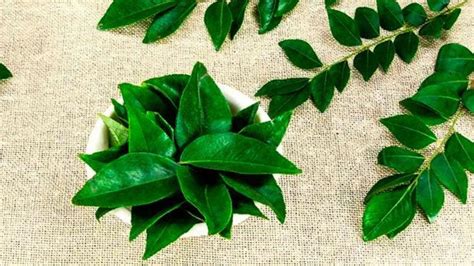 5 Ways Curry Leaves Improve Overall Wellness