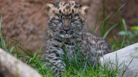 Critically Endangered Amur Leopard Cubs Born At San Diego Zoo Cnn