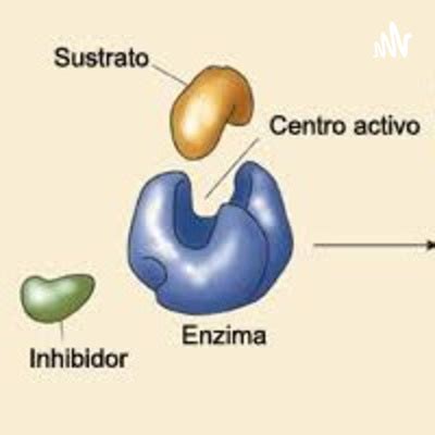 FACTORES QUE AFECTAN LA ACTIVIDAD ENZIMÁTICA by Ingeniería Bioquímica