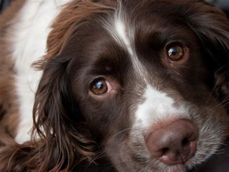 6 Problems Only Springer Spaniel Owners Will Understand