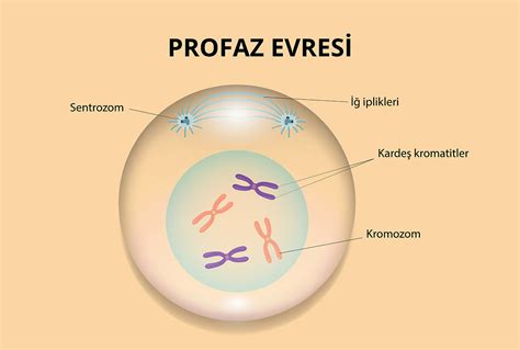 Mitoz Bölünme Evreleri ve Gerekliliği 10 Sınıf Performans BİYOLOJİ