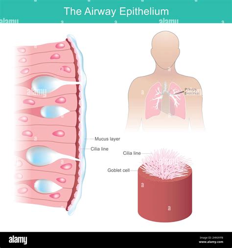 The Airway Epithelium Human Airway Epithelial Cells Respond To Environmental Differential Stock