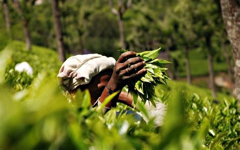 Ooty Coonoor Tour From Bangalore