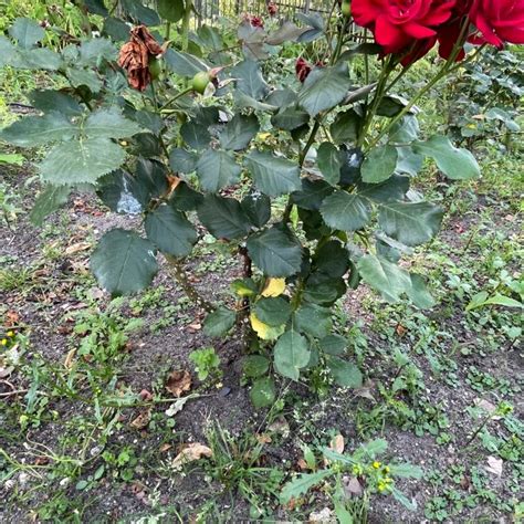 Beetrose 'Nina Weibull' / Rosa 'Nina Weibull'