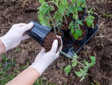 Mistakes To Avoid When Growing Tomatoes Backyard Boss