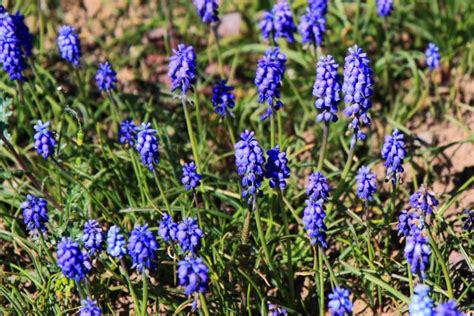 Kostenlose foto Natur Gras blühen Feld Wiese Blume Blumen