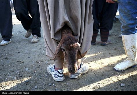 تصاویری غم انگیز از گوسفندان برای ذبح شدن در عید قربان