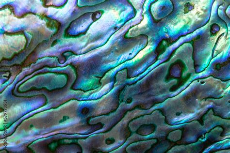 The abstract texture of Haliotis iris also known as paua abalone or ...