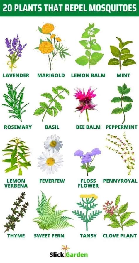 20 Plants That Repel Mosquitoes Slick Garden Mosquito Repelling