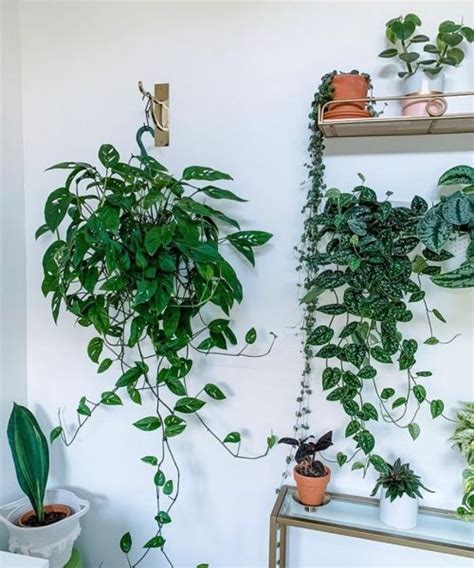 Monstera Adansonii Houseplant Care Guide That Planty Life House