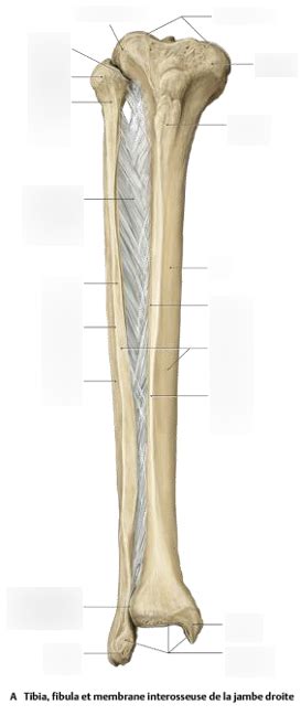 Tibia Fibula Vue Ant Rieure Diagram Quizlet