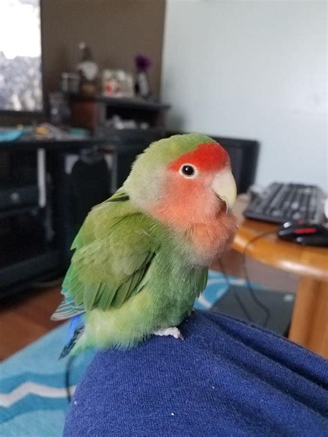 Chest Floof Parrots