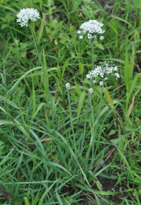 Allium ramosum - Изображение особи - Плантариум
