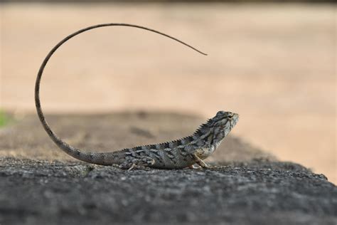 Lizard Tail Photos, Download The BEST Free Lizard Tail Stock Photos & HD Images