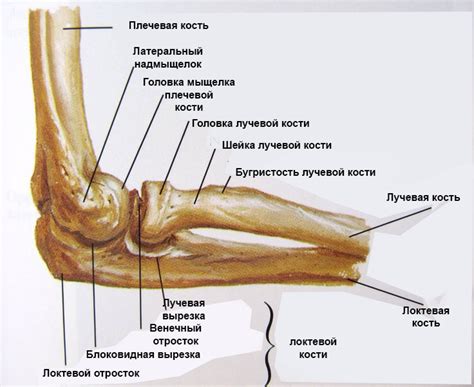 Латеральный эпикондилит локтевого сустава симптомы и лечение фото