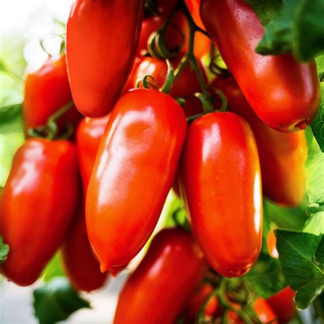 Tomatenpflanze Flaschentomate San Marzano Veredelt Online Kaufen Bei