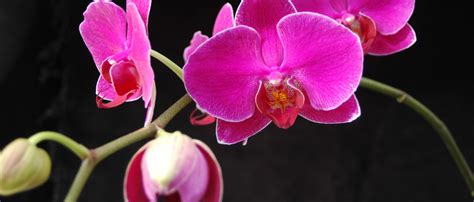 Phalaenopsis C Mo Cuidar Y Cultivar En Casa La Orqu Dea