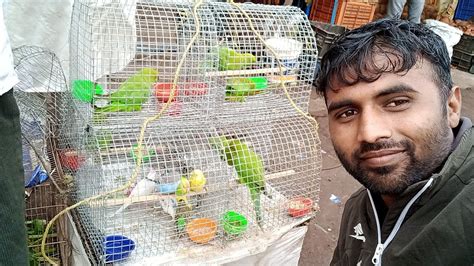 Bajri Birds or Green Parrot 😀 - YouTube