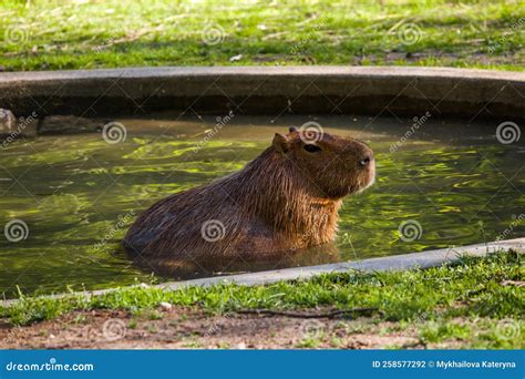 Capybara Largest Rodent Resting In Water With Evening Light During