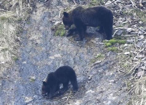 ヒグマ出没相次ぐ札幌市、すみ分け強化と危険度設定最も危険なレベル4は「人間を攻撃」 読売新聞