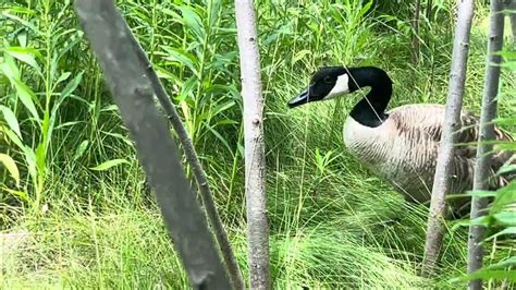 Following Beautiful Canada Geese 🇨🇦 Peacefulsentient Youtube