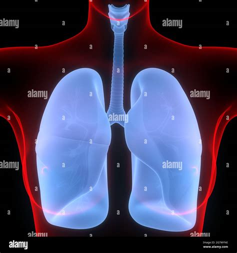 Los Pulmones Son Parte De La Anatom A Del Sistema Respiratorio Humano