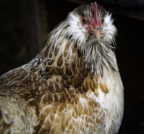 Giving Salmon Faverolles Chickens A Chance - Backyard Poultry