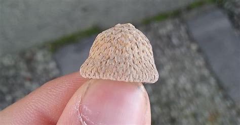 This Nut Looks Like A Bell Rmildlyinteresting
